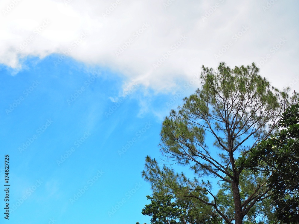Obraz premium Tree and sky in Thailand