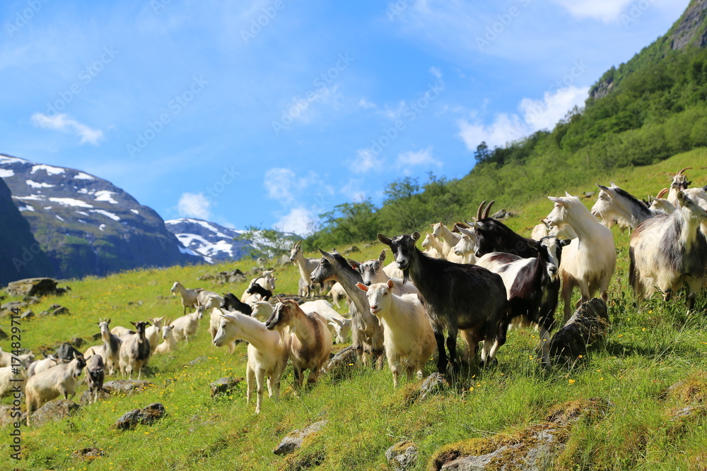 Goat on the Fjord mountain