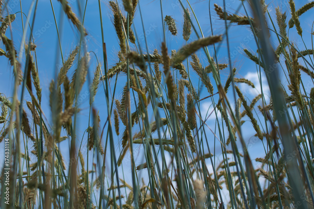 Fototapeta premium Weizen Ähren