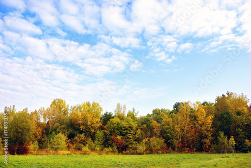 Autumn trees in landscape with cloudy sky 
