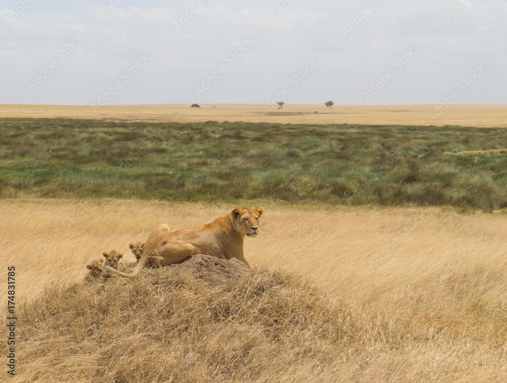 A lioness with her cubs scanning the vast grassland A lioness with her cubs scanning the vast grassland