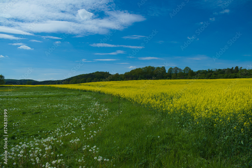 Obraz premium frühlingshafte Landschaft