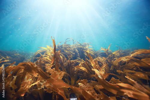 Foto laminaria sea kale underwater photo ocean reef salt water