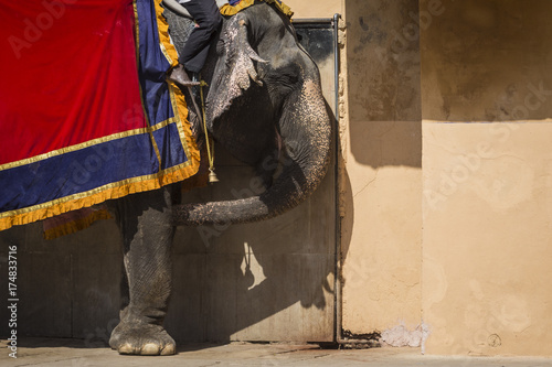 Decorated elephants in Jaleb Chowk in Amber Fort in Jaipur, India.