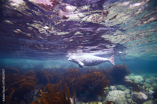 underwater landscape