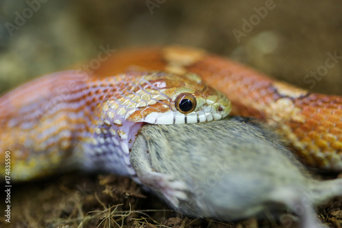 Snake eating a mouse closeup