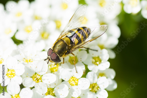 Schwebfliege auf Blüte photo