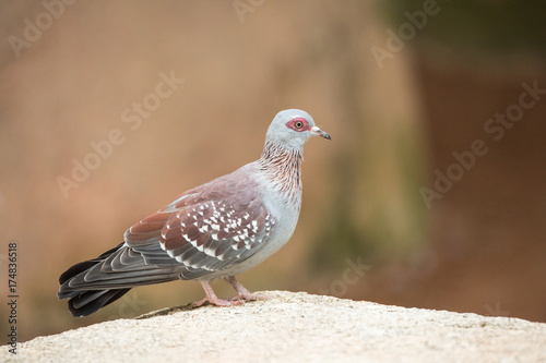  Portrait of a guinea Columba on brown background perched on a rock