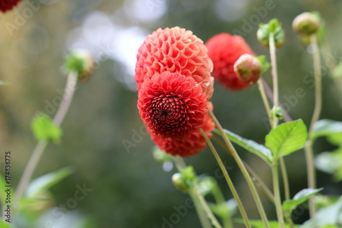 Fototapeta Naklejka Na Ścianę i Meble -  dahlia