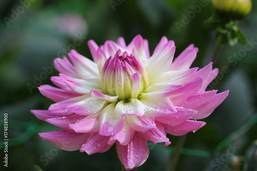 Fototapeta Naklejka Na Ścianę i Meble -  dahlia