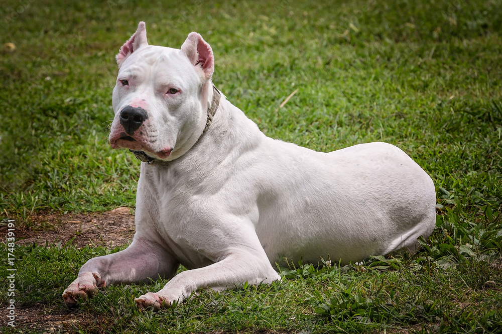 White Dogo Argentino laying down in grass - dog