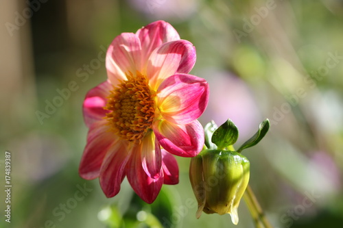 Fototapeta Naklejka Na Ścianę i Meble -  dahlia