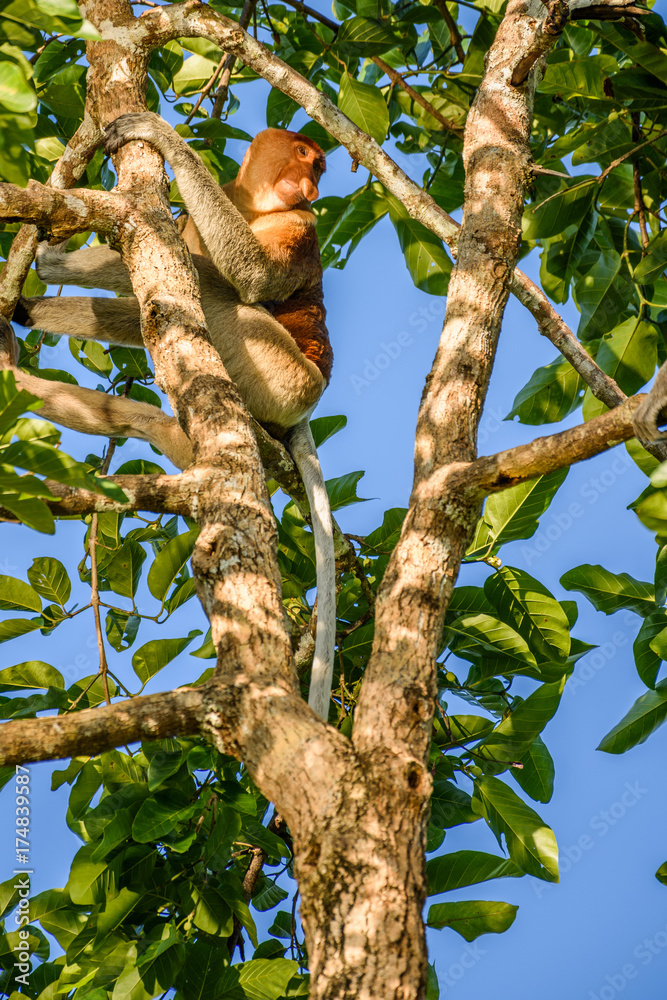 Fototapeta premium Proboscis monkey
