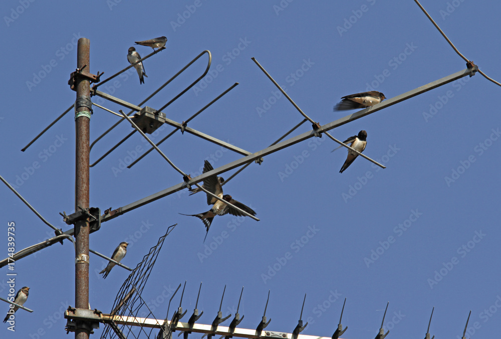 Rauchschwalben auf einer Antenne Rauchschwalben auf einer Antenne
