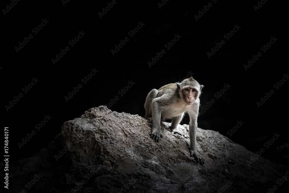 Fotografie Monkey macaque sitting on the rock in the cave