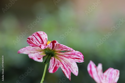Fototapeta Naklejka Na Ścianę i Meble -  dahlia