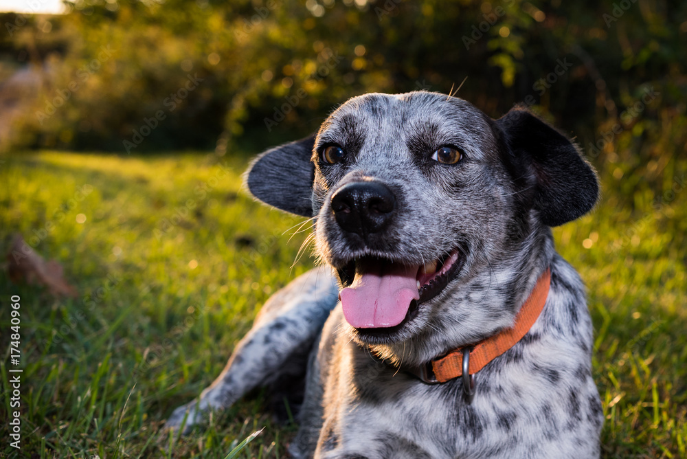 Catahoulla blue tick hound dog laying in the grass