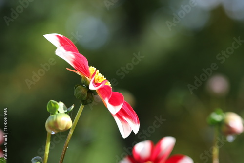 Fototapeta Naklejka Na Ścianę i Meble -  dahlia
