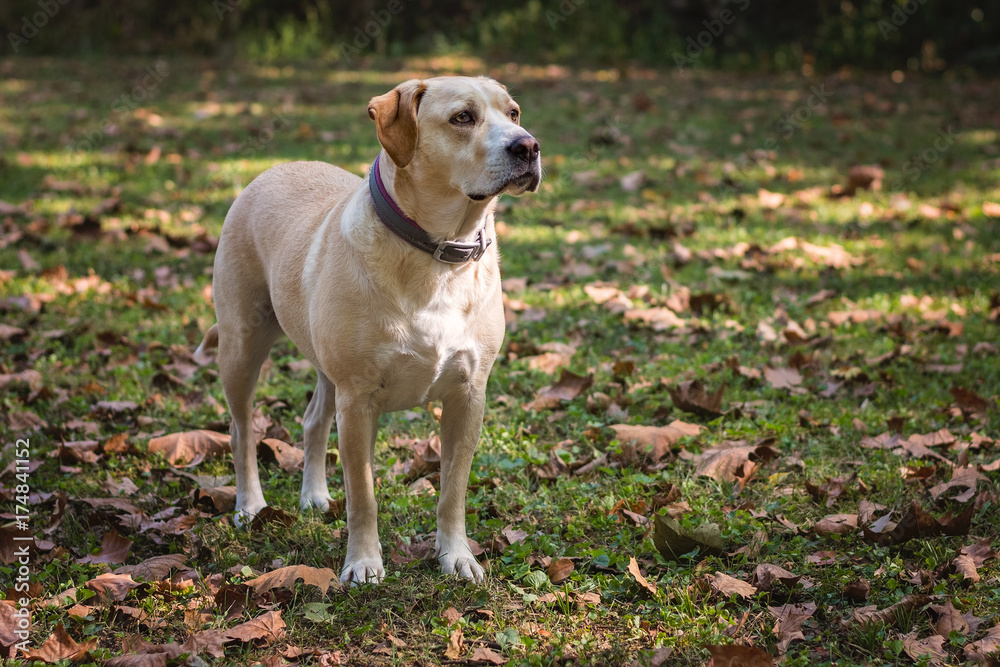 Yellow labrador mixed breed dog portrait