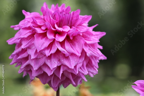 Fototapeta Naklejka Na Ścianę i Meble -  dahlia