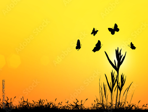 Silhouette of butterfly flying outdoor the sunset.
