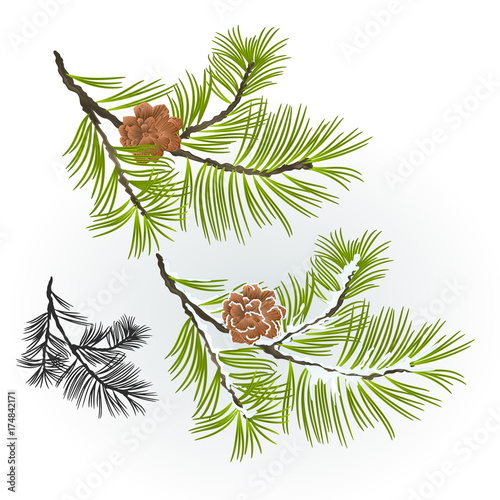 Pine tree and pine cones branch autumnal and winter snowy natural background vector illustration editable hand draw