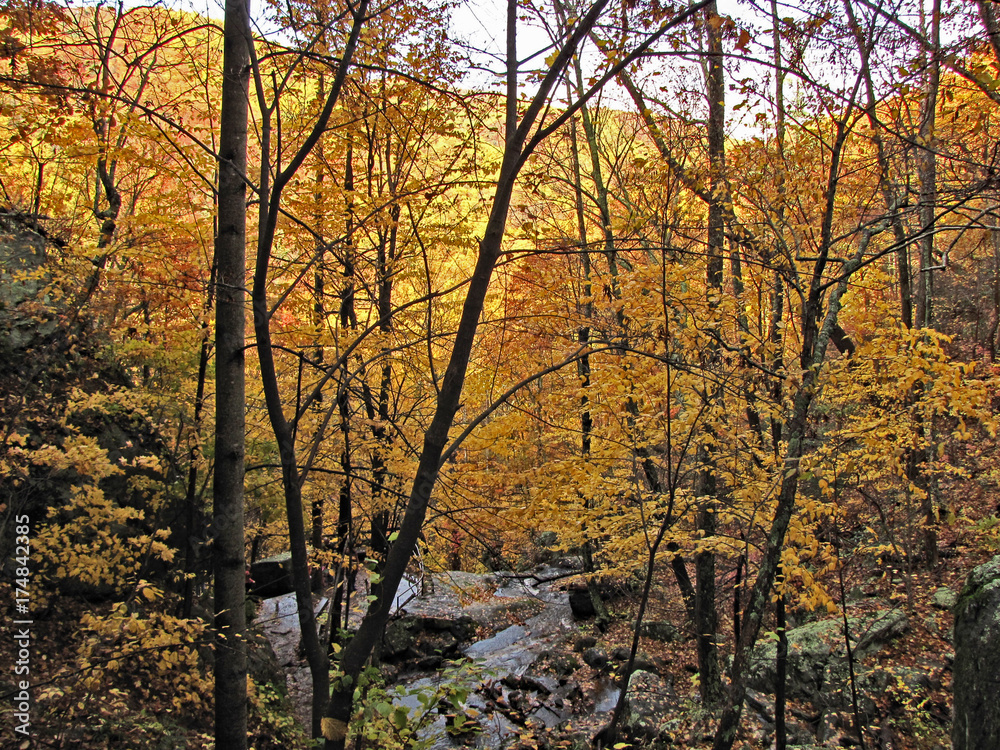 Virginia Blue Ridge Mountain Forest in Autumn Virginia Blue Ridge Mountain Forest in Autumn
