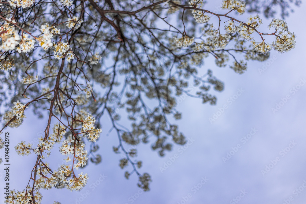 White and green cherry blossoms isolated against sky