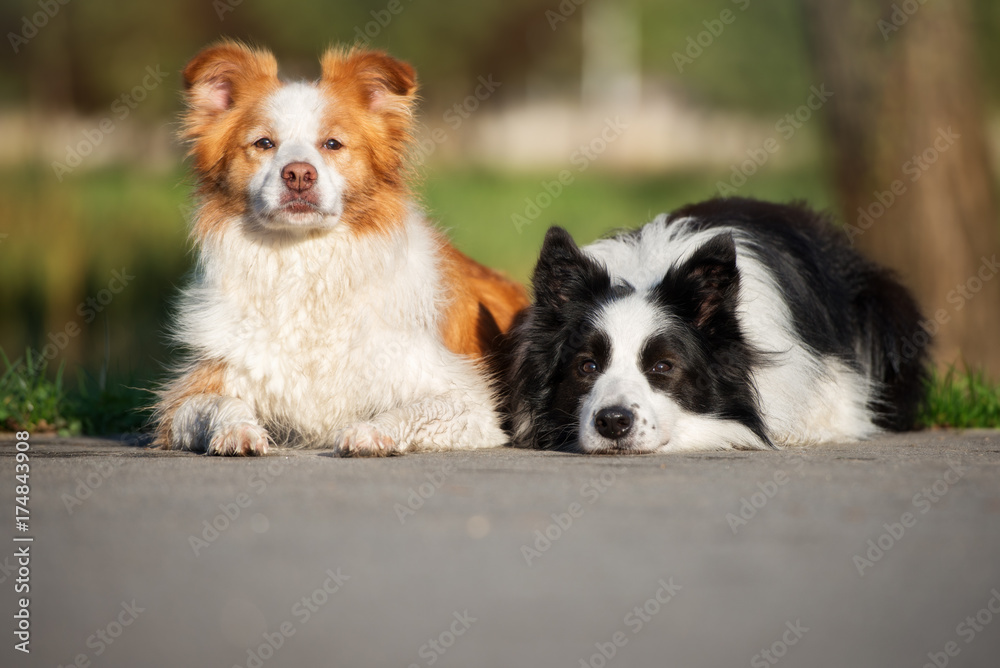 two border collie dogs lying down outdoors