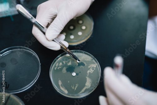 Schilderij op canvas Medical technicians  working with microbiology media plates