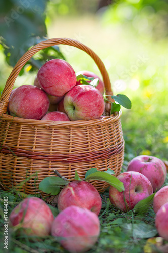 Organic ripe fruit in basket in autumn garden in sunny day.