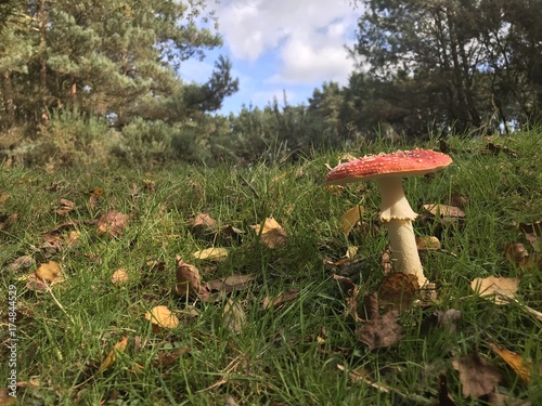 Mushroom