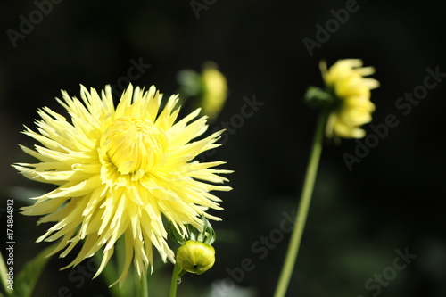 Fototapeta Naklejka Na Ścianę i Meble -  dahlia