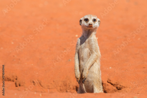 Fotografie Meerkat sentinel on red sand (Suricata suricatta), Kalahari desert, Namibia