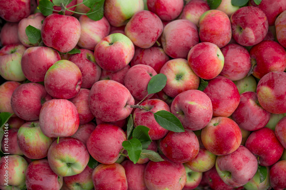 Ripe organic apples. Texture and background. Ripe organic apples. Texture and background.