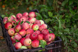 Organic ripe apples in box in autumn garden. Fresh harvest of fruit.