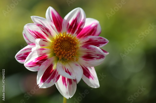 Fototapeta Naklejka Na Ścianę i Meble -  dahlia