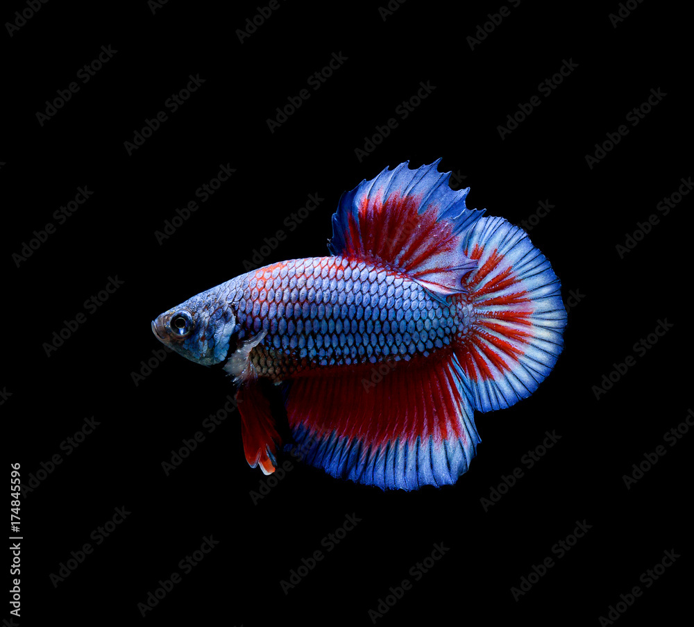 Fototapeta premium Betta fish, siamese fighting fish, betta splendens isolated on black background