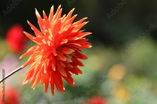 Fototapeta Naklejka Na Ścianę i Meble -  dahlia