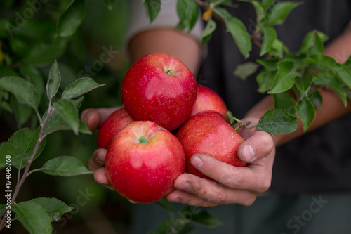 Ripe organic apples in hands in the garden. Harvesting fruit.
