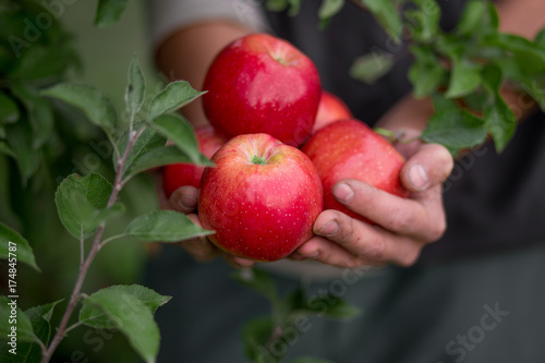 Ripe organic apples in hands in the garden. Harvesting fruit.