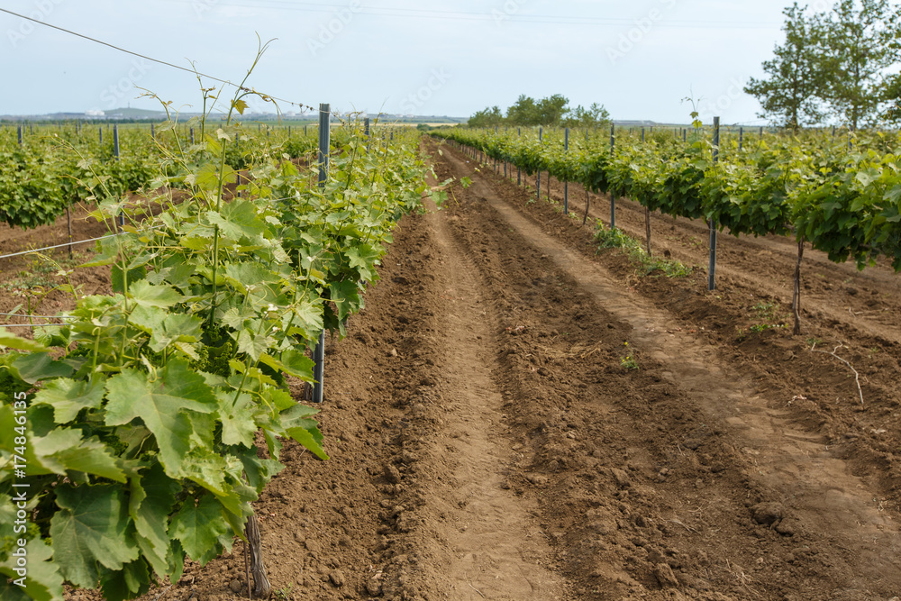 Long rows of vineyards on a plantation in Tuscany, Italy. The harvest season. Agriculture.