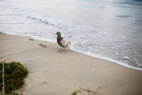 A brown-gray pigeon walks along the yellow sand of the coast. Calm on the sea. Algae on the beach. Spirulina