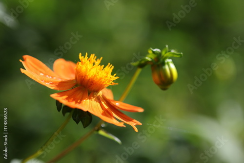 Fototapeta Naklejka Na Ścianę i Meble -  dahlia