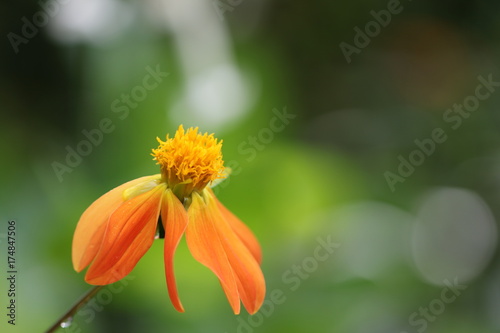 Fototapeta Naklejka Na Ścianę i Meble -  dahlia