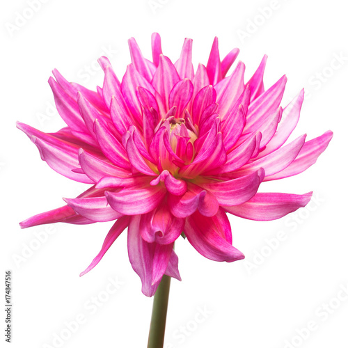 Pink flower dahlia isolated on white background. Flat lay  top view