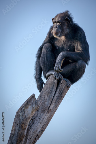 pan troglodyte sitting on top of a log