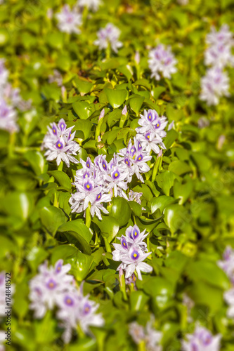 Water hyacinths photo