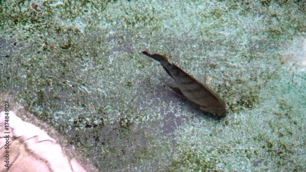 fish, slow motion fish, slow motion
