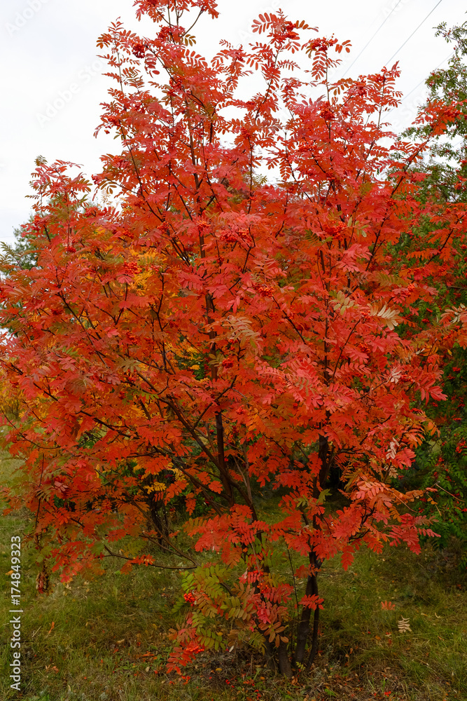 Rowan in the autumn in the park of the city of Omsk Rowan in the autumn in the park of the city of Omsk